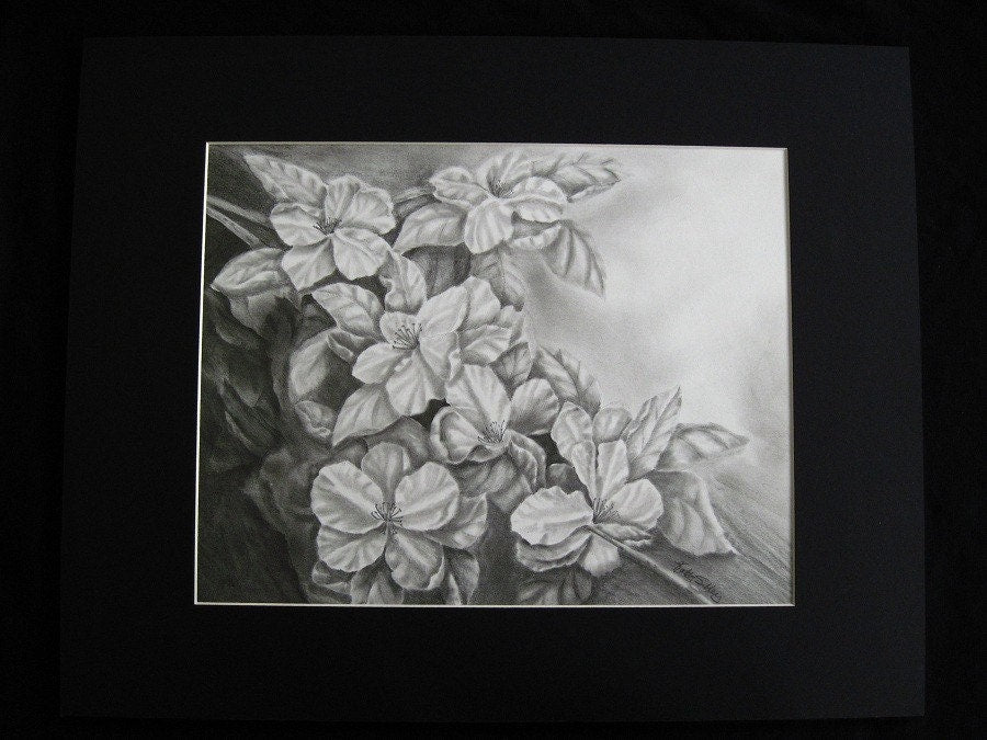 Apple Blossoms Drawing, Original Graphite Drawing,  Matted, 16 x 20 inches,  Graphite Flower Drawing, Apple Blossom Art, Apple Flower Art