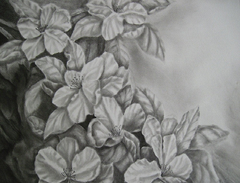 Apple Blossoms Drawing, Original Graphite Drawing,  Matted, 16 x 20 inches,  Graphite Flower Drawing, Apple Blossom Art, Apple Flower Art