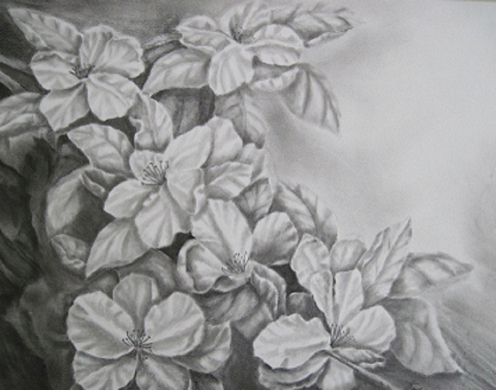 Apple Blossoms Drawing, Original Graphite Drawing,  Matted, 16 x 20 inches,  Graphite Flower Drawing, Apple Blossom Art, Apple Flower Art