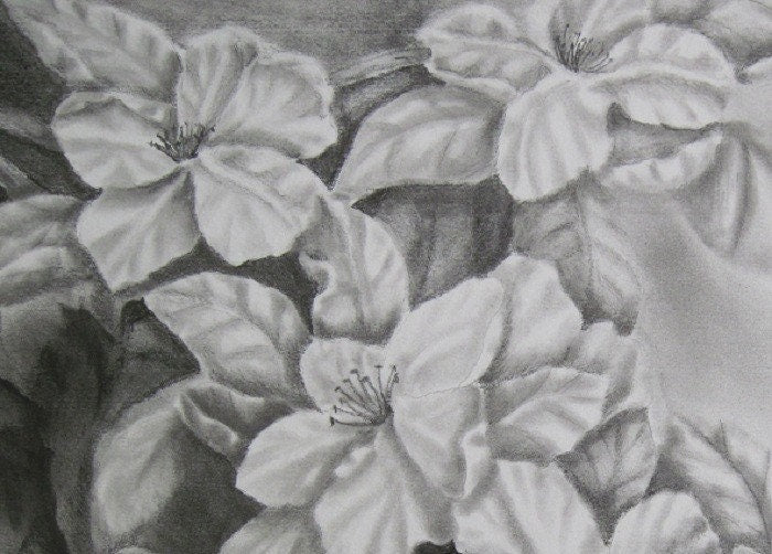 Apple Blossoms Drawing, Original Graphite Drawing,  Matted, 16 x 20 inches,  Graphite Flower Drawing, Apple Blossom Art, Apple Flower Art