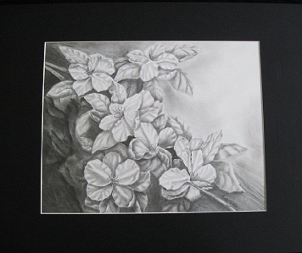 Apple Blossoms Drawing, Original Graphite Drawing,  Matted, 16 x 20 inches,  Graphite Flower Drawing, Apple Blossom Art, Apple Flower Art