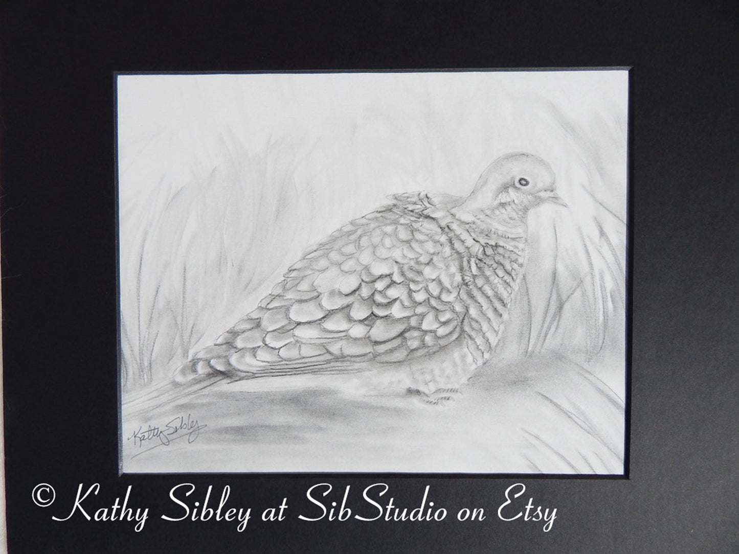 Mourning Dove Art, Original Graphite Drawing, Matted 11" x 14", Baby Mourning Dove Drawing, Graphite  Dove Art, Black & White Dove Wall Art